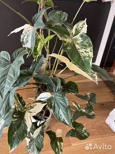 Сингониум imperial вайт