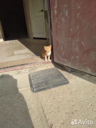 Котенок мальчик, нужен дом