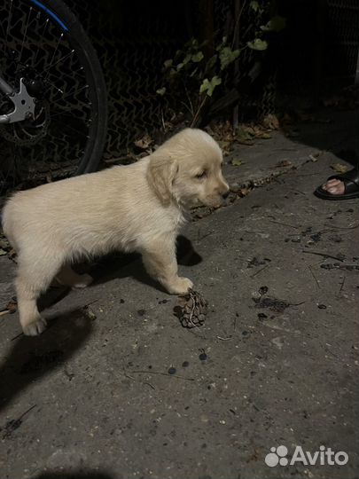 Двортерьер