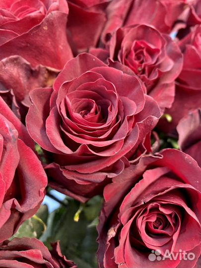 Красные розы 1метр
