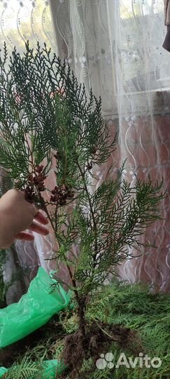 Туя Восточная