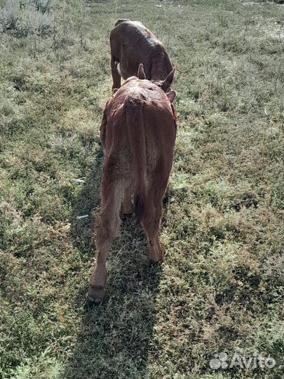 Телочка 1 мес