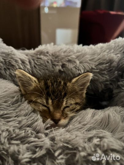 Котенок в добрые руки