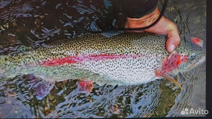 Малек форели