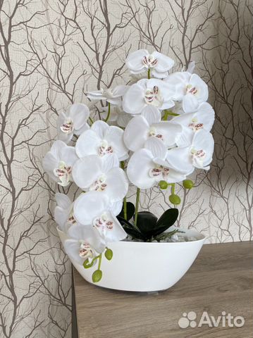 Орхидея белая