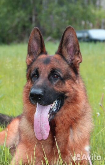 Для охраны, друзья и компаньоны