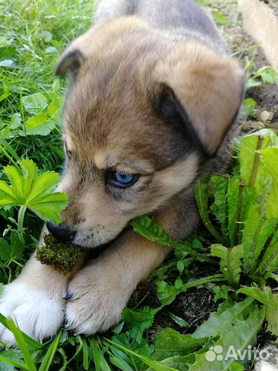 Отдам хаски