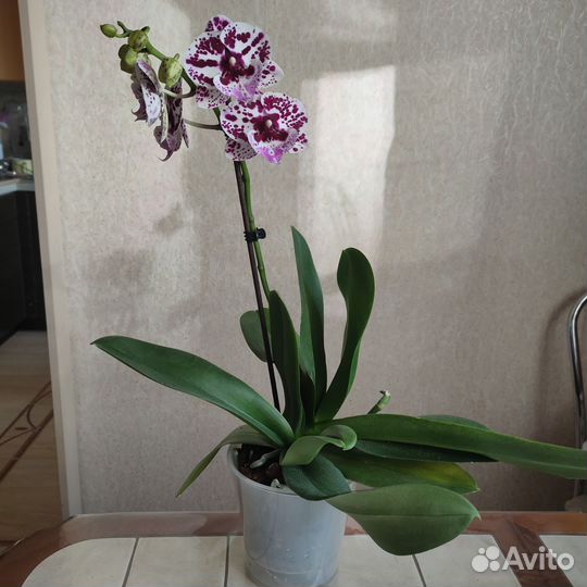 Орхидея фаленопсис биг лип