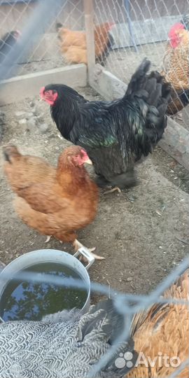 Инкубационное яйцо кур брама