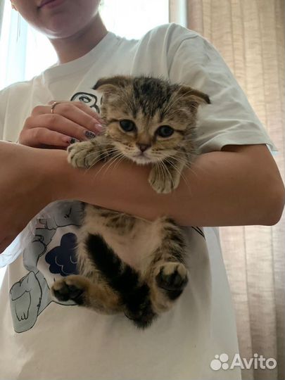 Шотланский вислоухий котенок