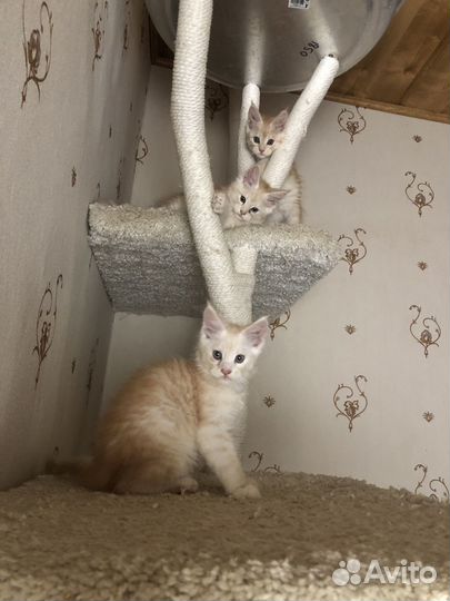 Котята мейн-кун