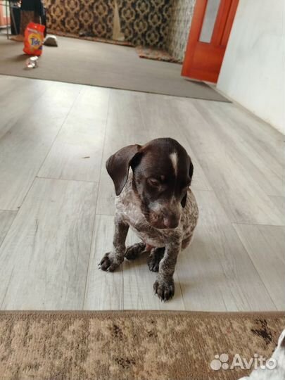 Щенки курцхаара