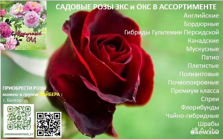 Розы зкс в ассортименте около 400 сортов