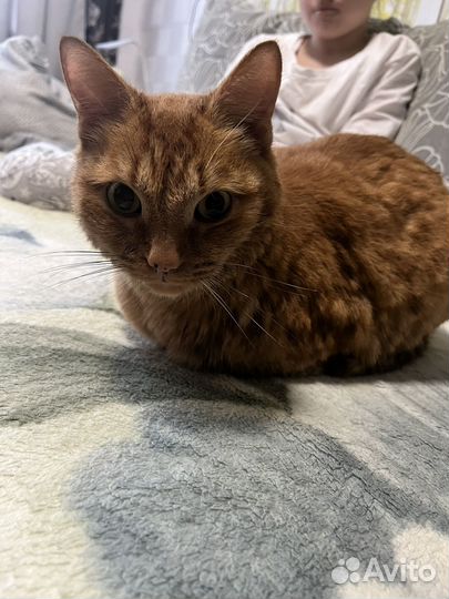 Кот потеряшка