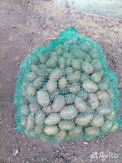 Картофель, морковь свёкла