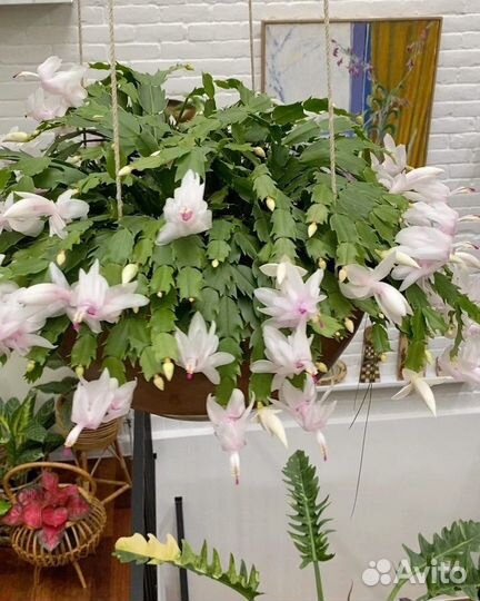 Декабрист белый