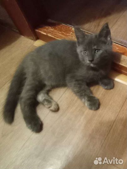 Котята Мейн Кун