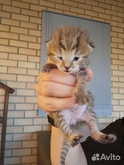 Котята в добрые руки бесплатно коты