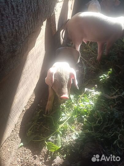 Продам поросят