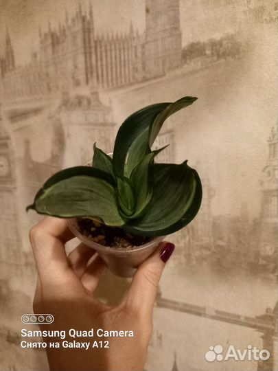 Сансевиерия сортовая