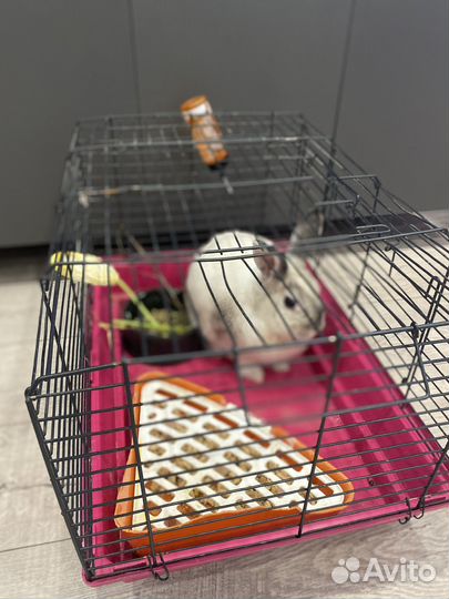 Домашний кролик