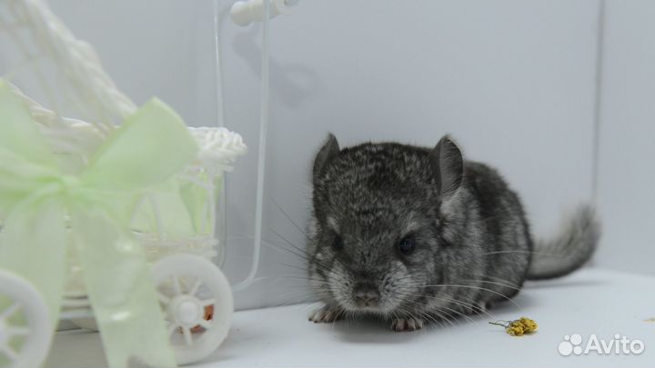 Шиншилла девочка