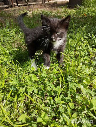 Очаровательные котята