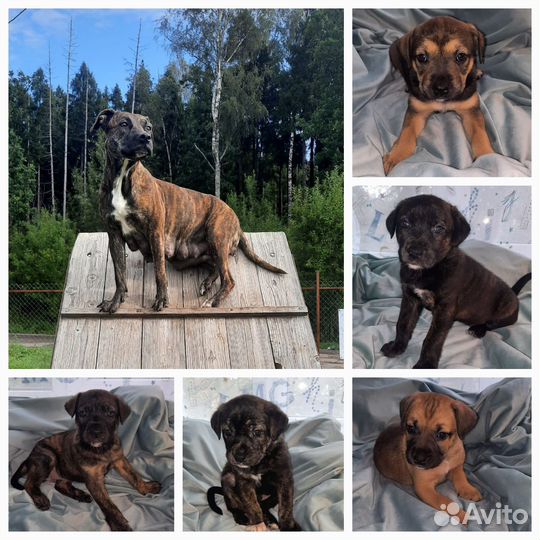 Собака щенок