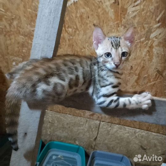 Бенгальские котята