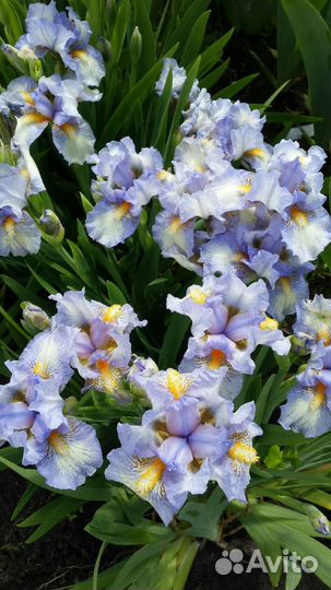 Ирисы карликовые