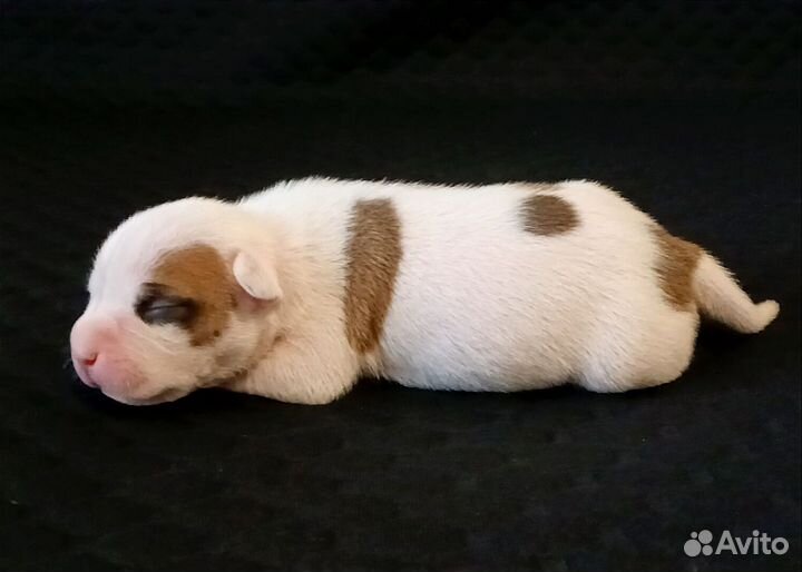 Стаффордширский терьер щенки