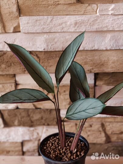 Аглаонема, филодендрон, ктенанта, пеперомия и др