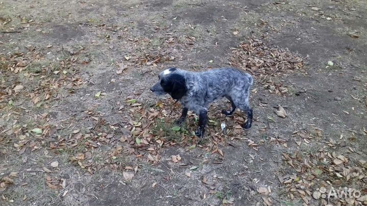 Русский спаниель вязка