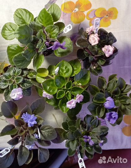 Сортовые мини фиалки