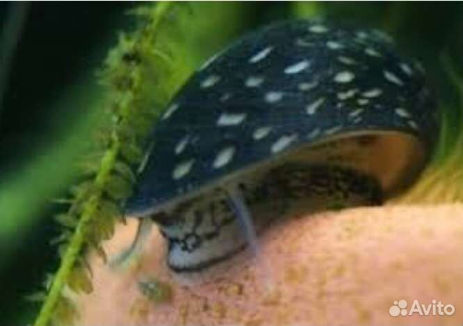 Теодоксус улитка