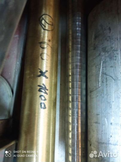 Кругляк бронзовый