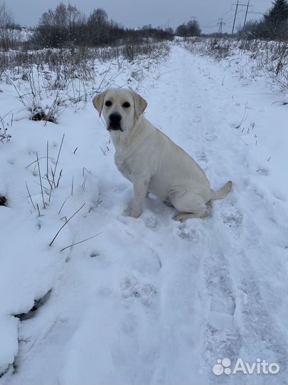 Отдам лабрадора