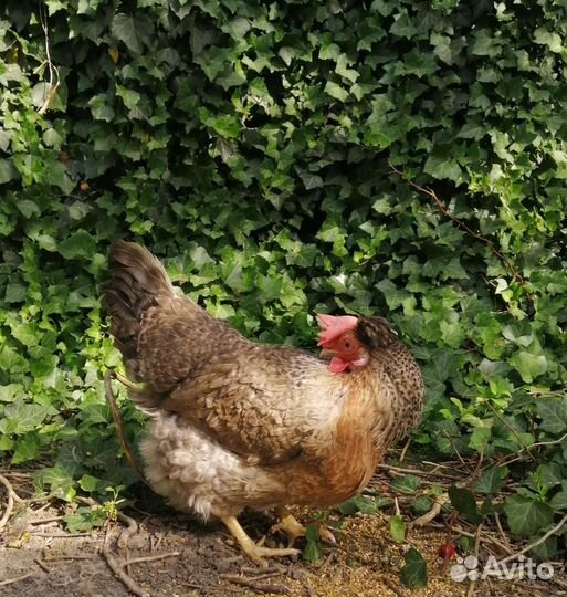 Легбар (голубое яйцо) инкубационное яйцо