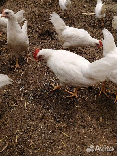 Куры молодки