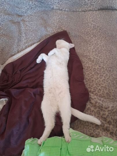 Отдам в добрые руки