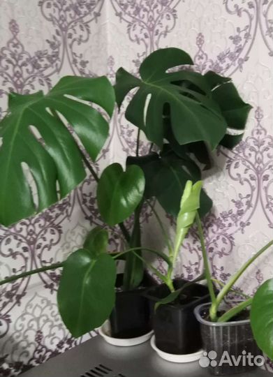 Комнатные цветы