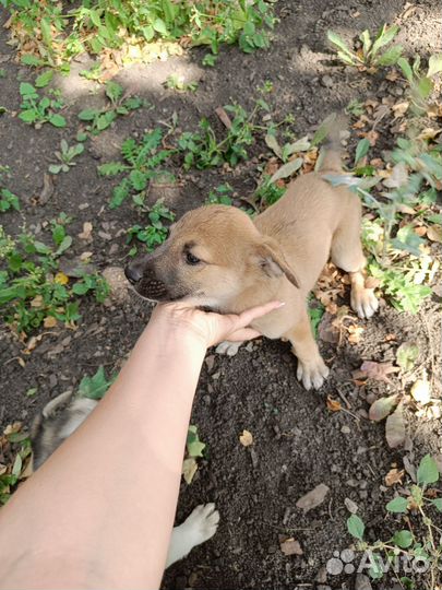 Русская деревенская