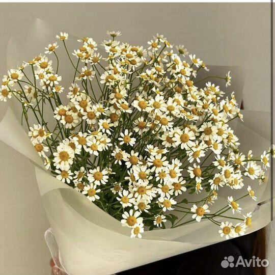 Цветы. Букет из ромашек