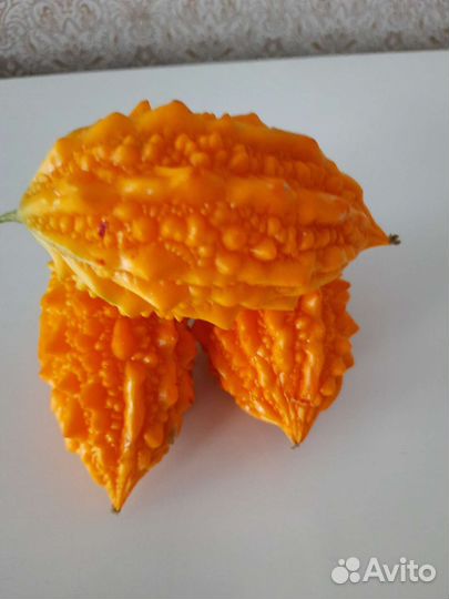 Растение момордика лечебное