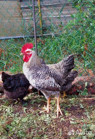 Куры несушки