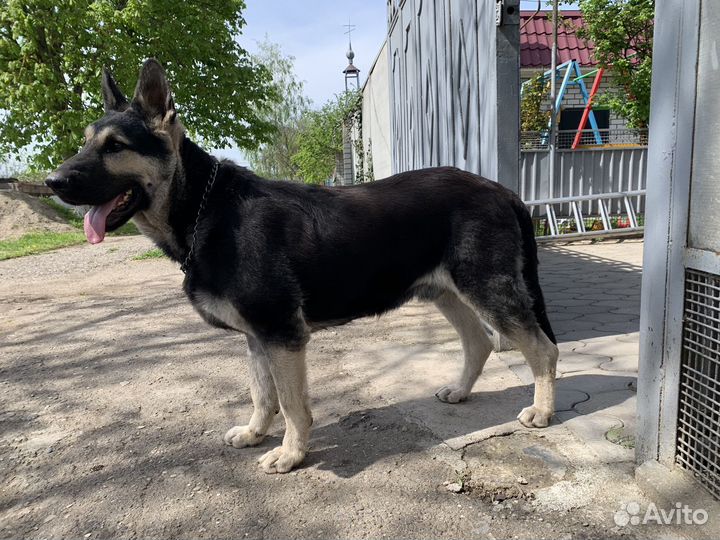 Кабель вео вязка