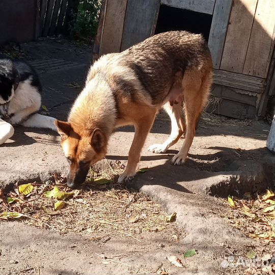 Немецкая овчарка