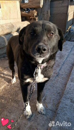 Кобель в добрые и заботливые руки