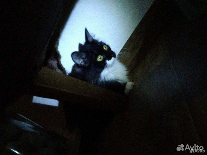 Кошечка в добрые руки