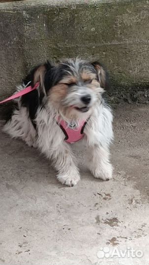 Собаки в добрые руки отдам бесплатно